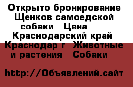 Открыто бронирование Щенков самоедской собаки › Цена ­ 1 - Краснодарский край, Краснодар г. Животные и растения » Собаки   